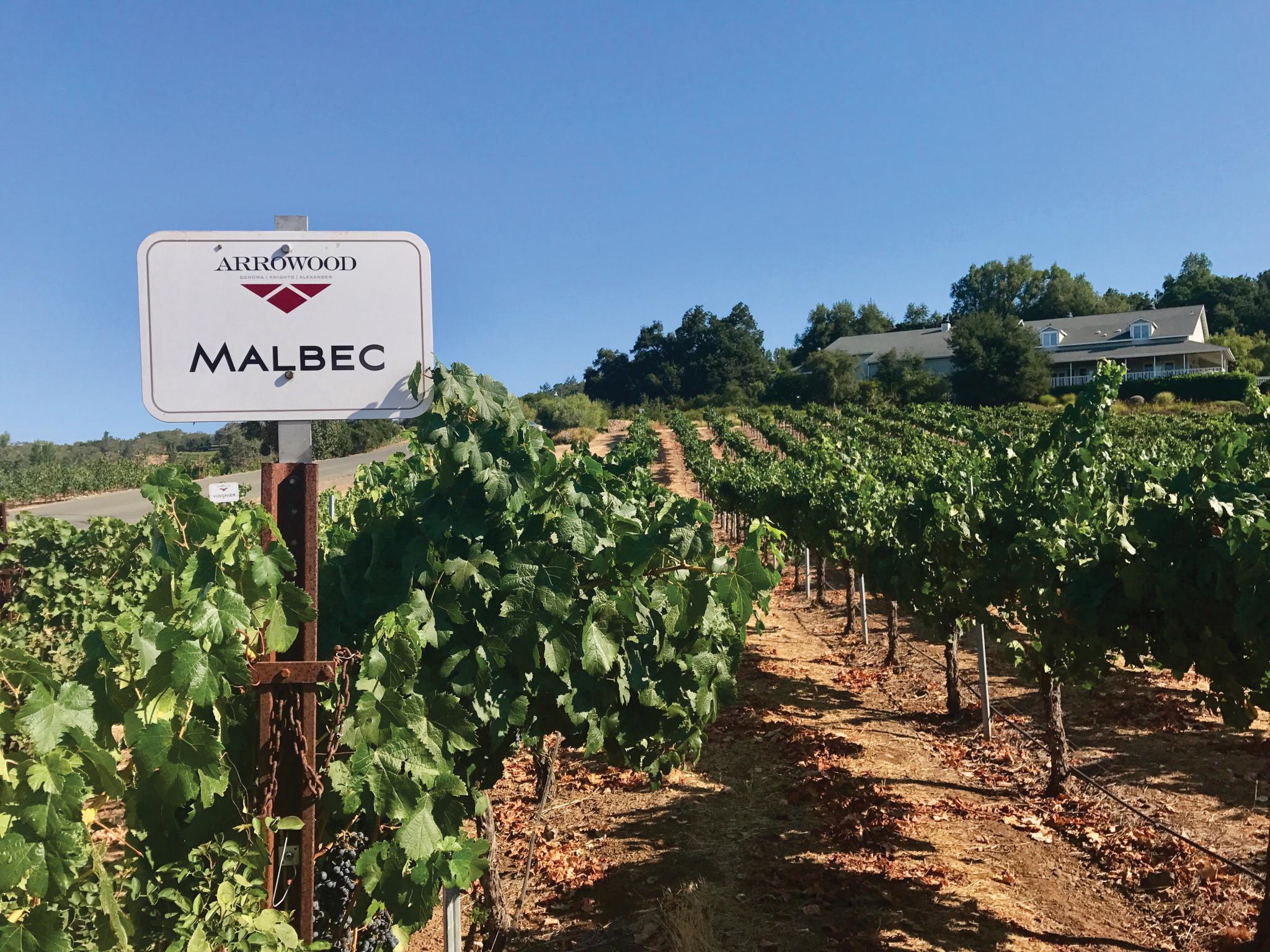Arrowood Vineyards' Malbec vineyard.